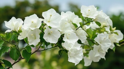White Bougainvillea Blossoms Macro Close Up with Soft Green Foliage and Blurred Sky Background in a Garden Setting