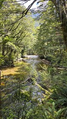 stream in the forest