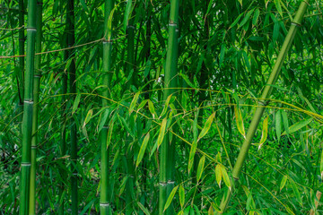 Obraz premium Bamboo thickets