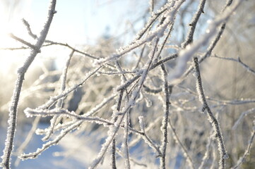 Frost-covered branches glisten in the soft sunlight, creating a delicate winter scene.