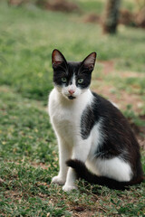 portrait of a cat on the grass