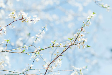 Branches of a blossoming tree with delicate white flowers against a soft blue sky, capturing the essence of spring and renewal. Concept of nature, freshness, and new beginnings