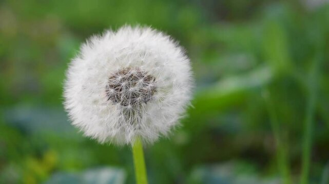 Toma a detalle de un diente de le&oacute;n blanco o Taraxacum officinale en un jardin en primavera