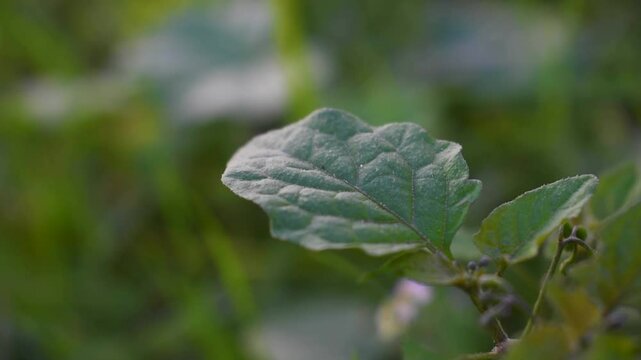 Toma a detalle de una hoja verde en un jard&iacute;n