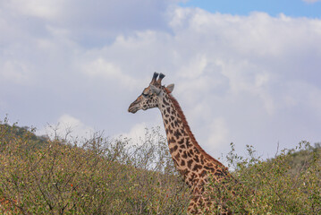 Giraffe eating grass