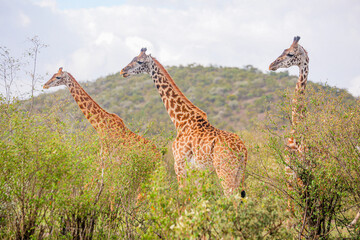 Giraffe in the grass