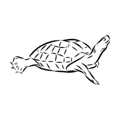 sea turtle, vector sketch