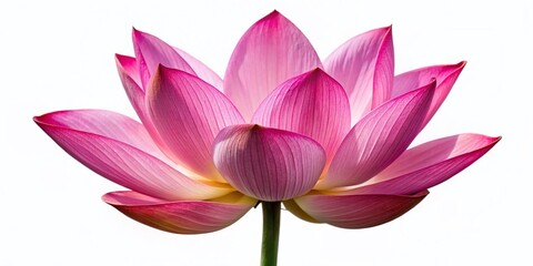 Fototapeta premium Beautiful Pink Lotus Flower Isolated on White Background - Perfect for Wellness and Spa Designs