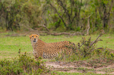 cheetah in serengeti national park