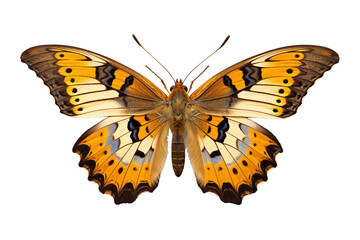 Fototapeta premium Delicate Butterfly in Resting Pose Isolated on White Cut-Out