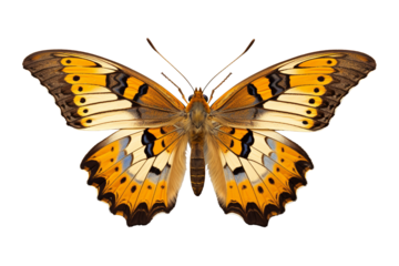 Delicate Butterfly in Resting Pose Isolated on White Cut-Out