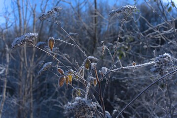 Bushes in winter with frost and ice crystals.