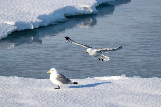 A black-legged Kittiwake, Rissa tridactyla, coming in to land on the fast ice off the coast of Svalbard. These gulls are common in the region and live in colonies,