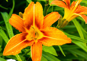 Vivid orange blossom single lily flower close-up.