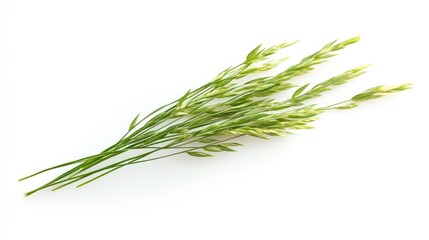 Fototapeta premium Orchard Grass Stalks Displayed on a White Background for Natural Element and Botanical Design Concepts