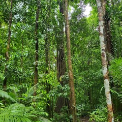 Fototapeta premium bamboo forest