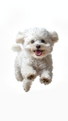 Obraz premium Fluffy white dog leaps with joyful expression, eyes sparkling of overjoy and happiness, playfulness nature against white studio background.