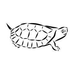 sea turtle, vector sketch