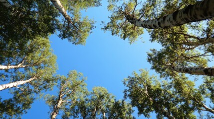 Low angle view of tall trees framing a clear blue sky in a serene natural landscape during daylight.