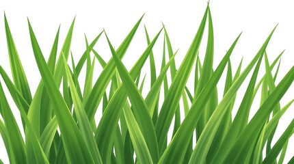 Fototapeta premium Fresh green grass blades on a clean white background, generative ai