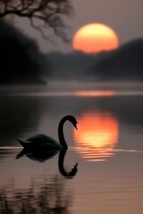 Fototapeta premium Graceful Swan: A white swan gliding on a tranquil lake at sunrise, with the water reflecting pastel colors and a soft mist rising from the surface.