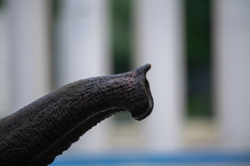 Elephant trunk reaching out in a natural habitat during daytime exploration
