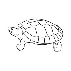 sea turtle, vector sketch