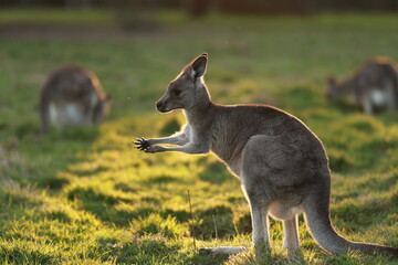 kangaroo hold its claw