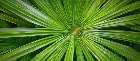 Lush green palm leaves creating a natural backdrop with ample empty space for banners and text in a vibrant garden setting.