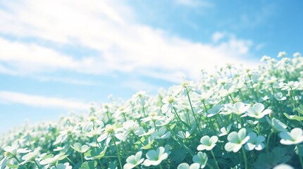 Field of white clover under blue sky with copy space