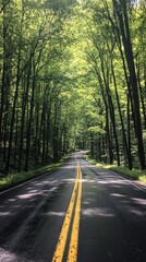 Fototapeta premium Peaceful forest road under a canopy of vibrant green trees