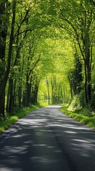Obraz premium Peaceful road stretches through a dense, vibrant green forest