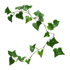 Green Ivy Vine White Background on transparent background