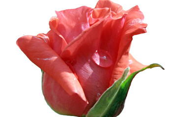 Beau coeur de rose