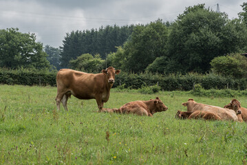 Grazing brown cows on a green meadow at the Belgian Ardennes around Waimes, Belgium
