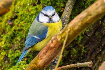 Obraz premium Blaumeise (blue tit) im Herbst, Winter auf einem Ast / Vogel