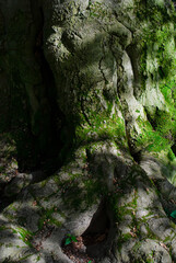 Big tree with trunk and roots covered green moss in a green forest with deep shadows. International day of forests