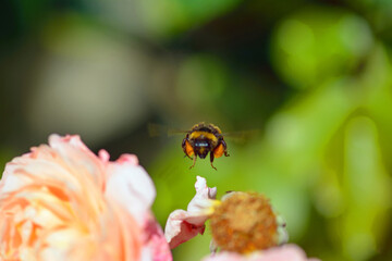Bourdon en vol de face au dessus de fleurs