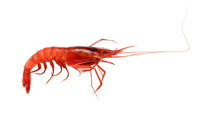 Raw red shrimp isolated on transparent
