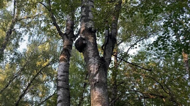 
Inonotus obliquus or Chaga mushroom grows on the trunk. Birch canker polypore. Charcoal-like mass on trunk of birch tree. Organic pathogen. Chaga mushroom used in alternative medicine.