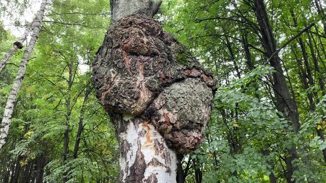 Inonotus obliquus or birch fungus Chaga parasitizes on trunk of tree. Chaga mushroom. Black mass and birch canker polypore used in alternative medicine.