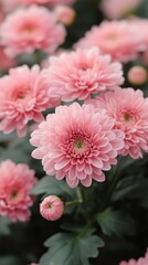 Fototapeta premium Pink Flowers with Green Leaves.