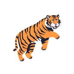 Obraz premium Tiger Isolated
