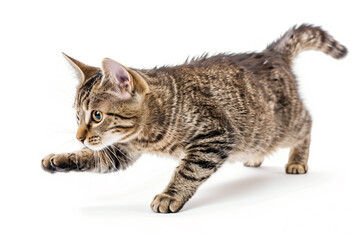 A tabby cat mid-pounce on a white background.