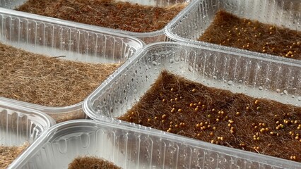 Microgreens growing at home. Planting microgreens seeds . Close-up first step to grow microgreens