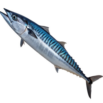 wahoo fish on white background