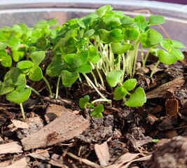 Holy basil seedlings herb nature
