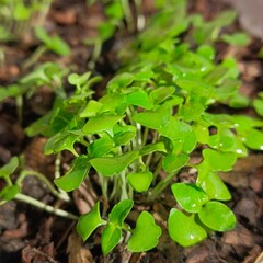 Holy basil seedlings herb nature
