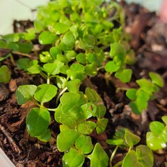 Holy basil seedlings herb nature
