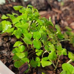 Holy basil seedlings herb nature
